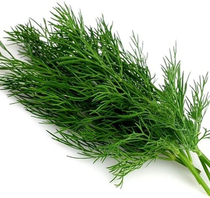 XOLDA Organic Soya Dill Plant Seed  (57 per packet)