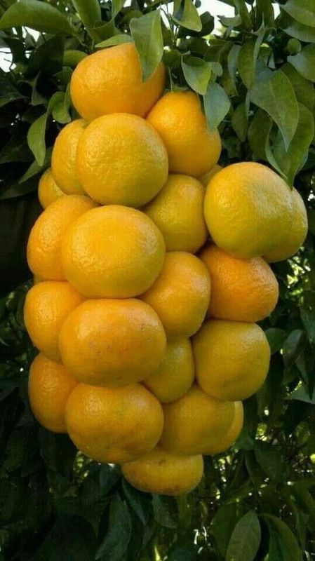 MAITRA AND SONS Orange Plant  (Hybrid, Pack of 1)