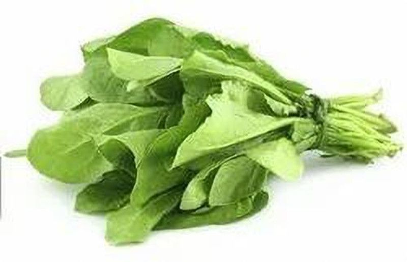 Nodoc Organic palak Seed  (41 per packet)