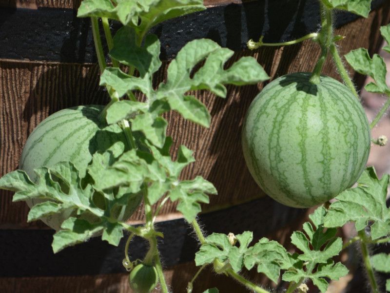 Mozette Hybrid Watermelon Seed  (55 per packet)