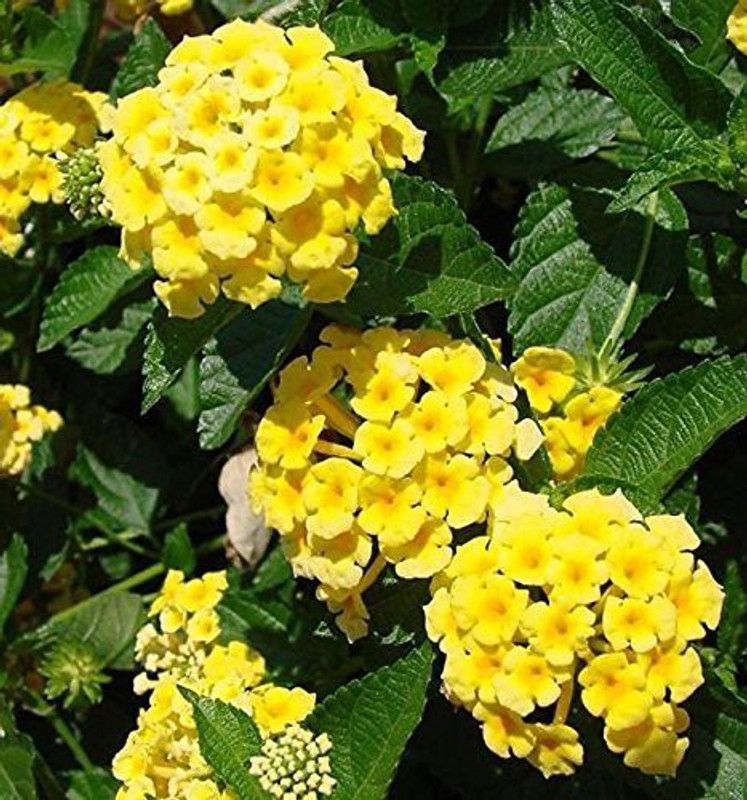 Vijay Sales Lantana/Raimuniya Plant  (Hybrid, Pack of 1)