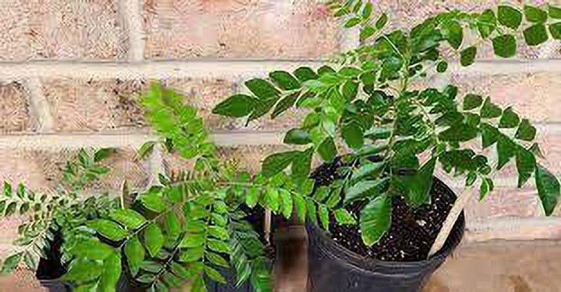 PB HONEY PRIYA PLaNTS Curry Leaf Plant  (Hybrid, Pack of 1)