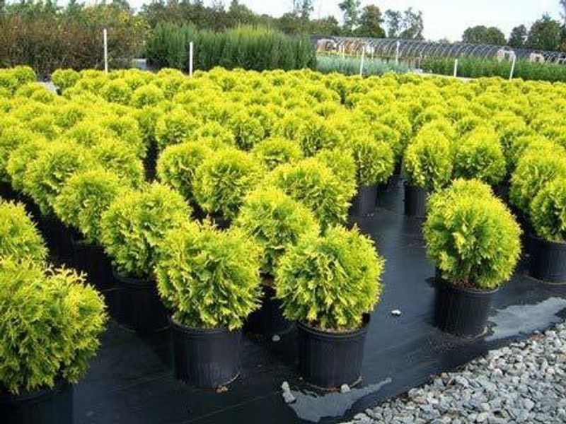 Dream mall Betel Leaf Plant  (Pack of 1)