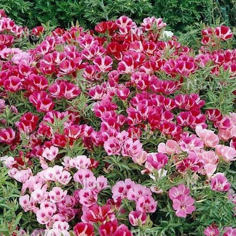 JRYU Clarkia F1 Hybrid Flower Seed  (74 per packet)