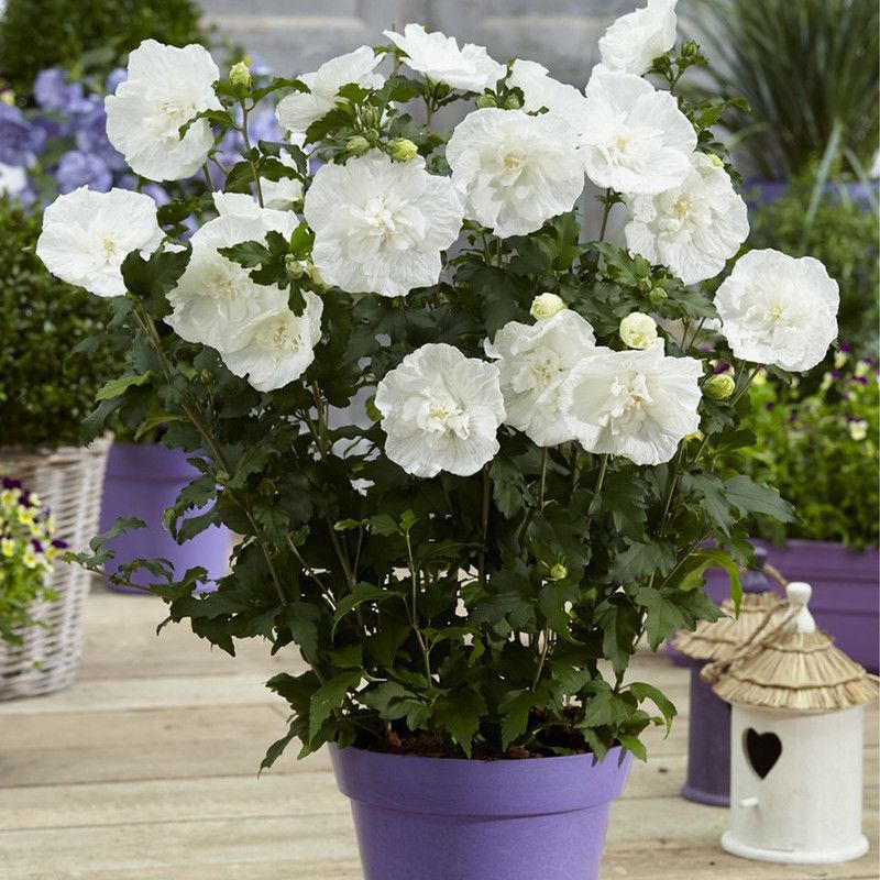 go4plants Hibiscus Plant  (Hybrid, Pack of 1)