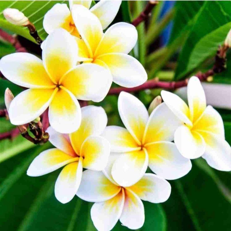 Gaingreen Plumeria Plant  (Pack of 1)