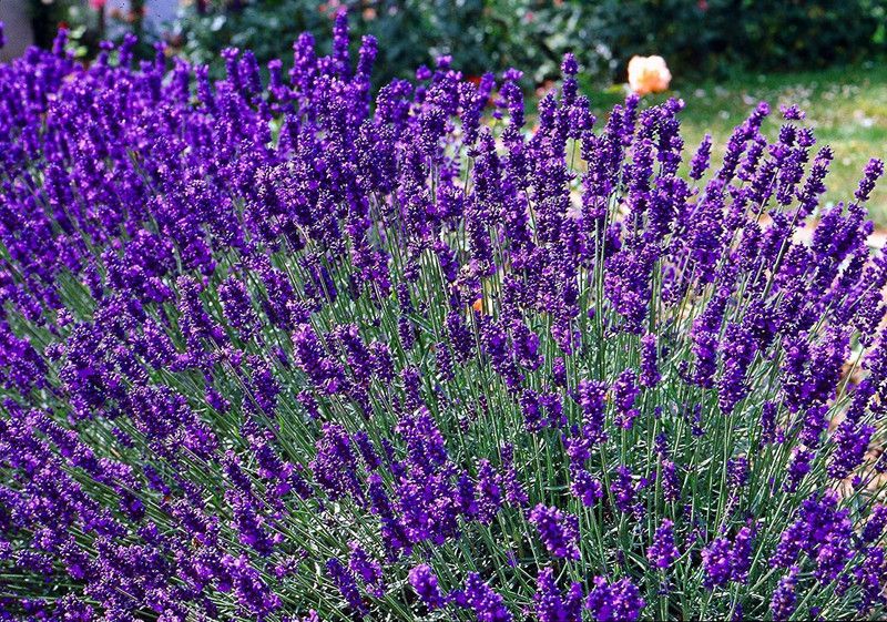 CYBEXIS XLL-35 - Lavender Officinalis - (2250 Seeds) Seed  (2250 per packet)