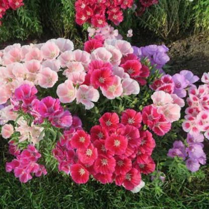 xcentax Clarkia Seed  (20 per packet)