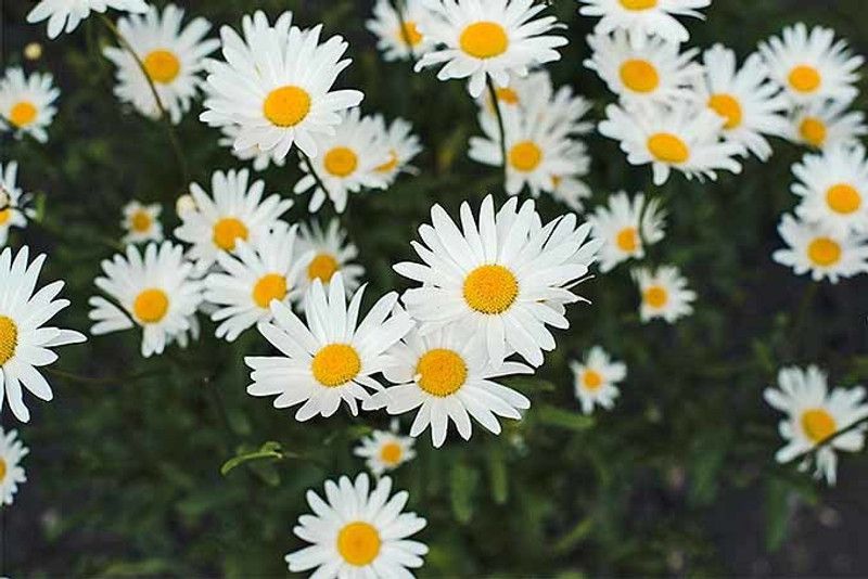 Paudha German Chamomile Seed  (25 per packet)