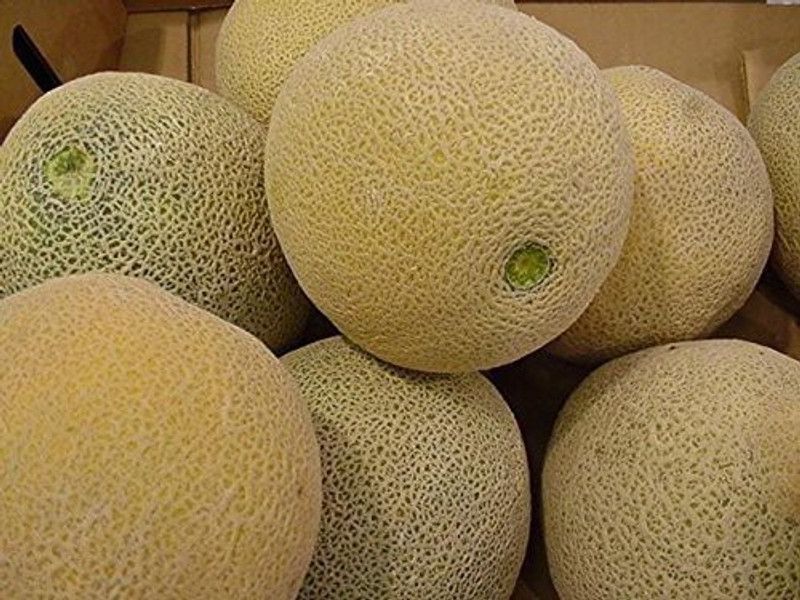 JRYU Muskmelon Seed  (80 per packet)