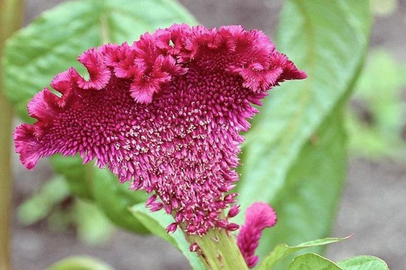 Mozette Cockscomb mix Seed  (101 per packet)