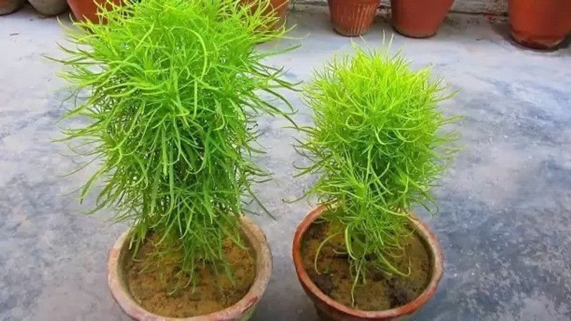 Aro Kochia Grass Seed  (94 per packet)