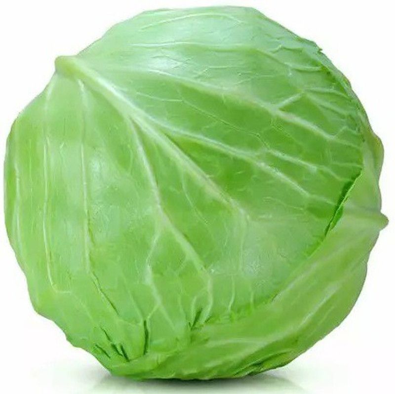 MYLAWN Top Quality Round Cabbage Vegetable Seed  (50 per packet)