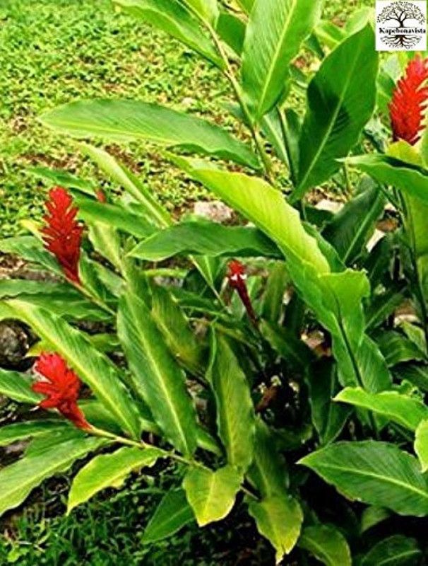 Kapebonavista Choti Elaichi Green Cardamom True Cardamom plant, it is a plant not a seed Seed  (1 per packet)