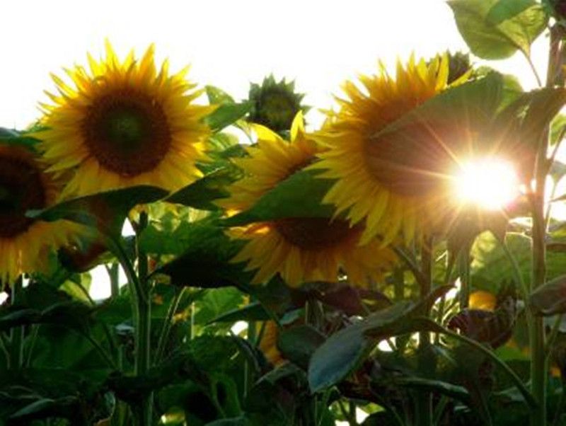 PEARL Sunflower Seeds(160 Seeds ) Seed  (160 per packet)