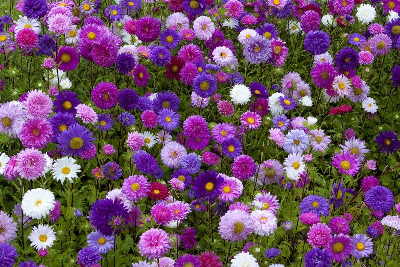 Mozette Aster Flower Seed  (17 per packet)