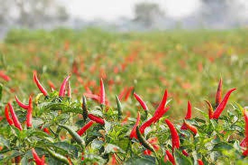 greenplanthub Chilli Spices Plant  (Hybrid, Pack of 1)