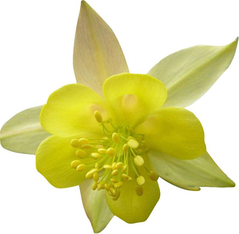 Futaba Yellow Columbine Bush - 100 Pcs Seed  (100 per packet)