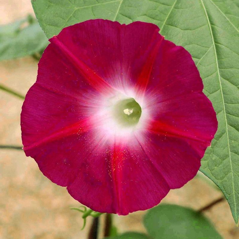 Paudha Ipomea Scarlett o'hara Seed  (40 per packet)