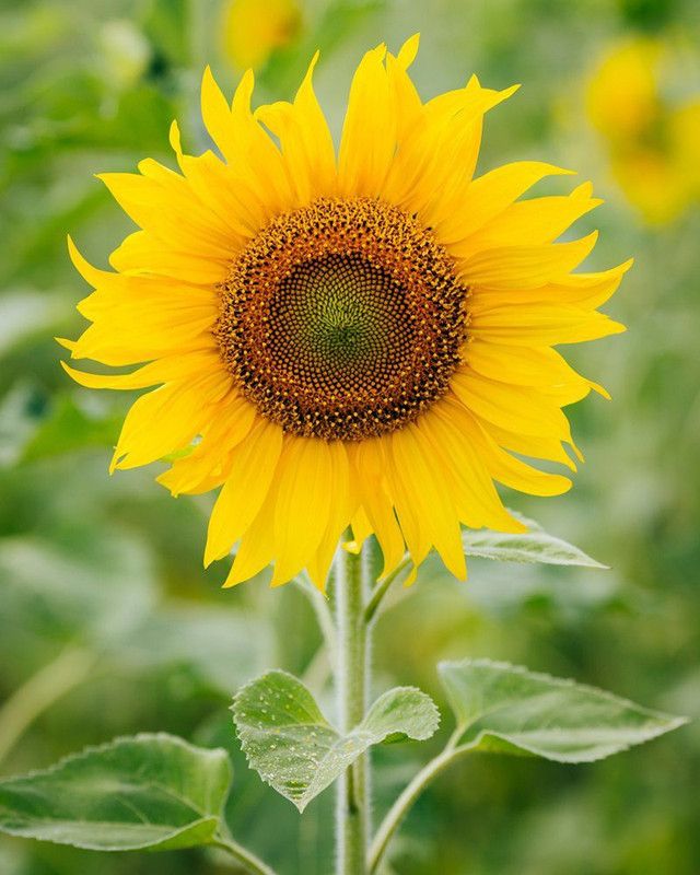PLANTZON Sunflower Seed  (35 per packet)