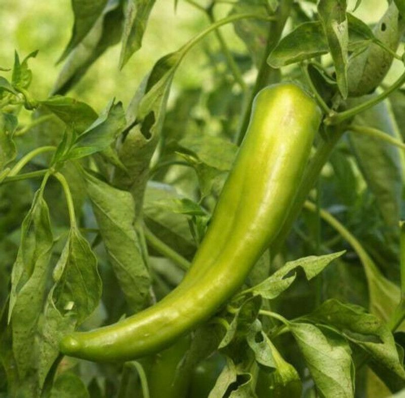 granthi Pickled Chilli Pepper Seeds Seed  (2000 per packet)