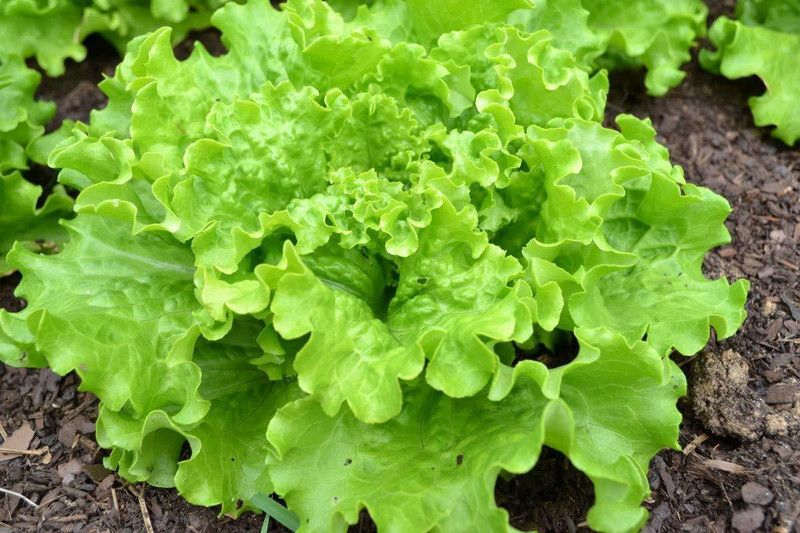VibeX ™ VXI-478 Seeds Lettuce Green (Ice Berg) Organic F1 Hybrid Seeds Seed  (175 per packet)