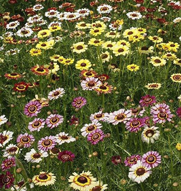 KANAYA Chrysanthemum Mix Flower Seed  (30 per packet)