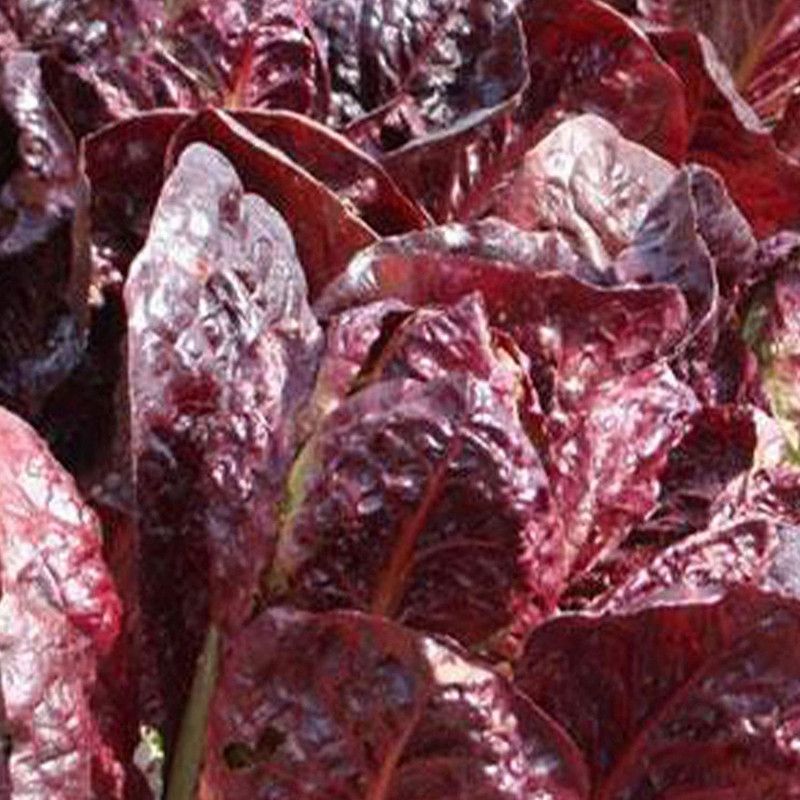 WILLVINE LXI-857 Super Red Romaine Lettuce Seeds Seed  (200 per packet)