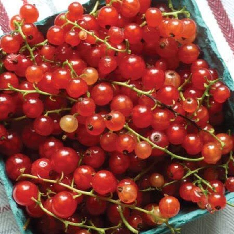 WILLVINE XLL-1038 Red Currant Tomato Seeds Seed  (200 per packet)