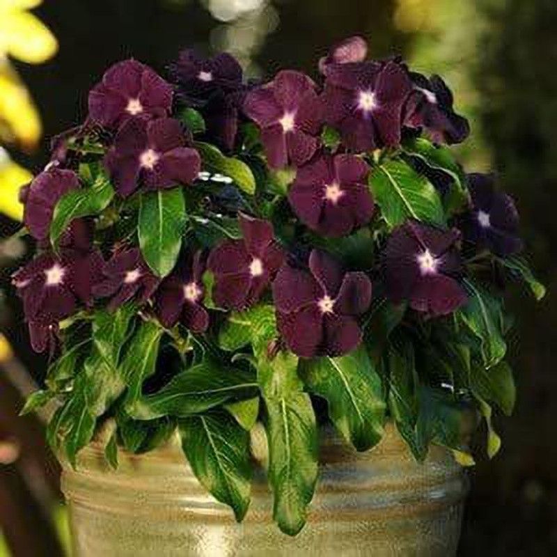 CYBEXIS NANA VINCA BLACK PURPLE FLOWER SEEDS Seed  (50 per packet)