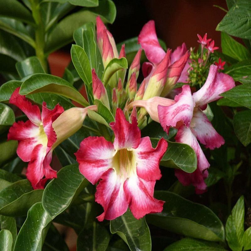 DROXTY ™ Easy to Grow Mixed Type Adenium Obesum Desert Rose Seeds(10 Seeds) Seed  (10 per packet)