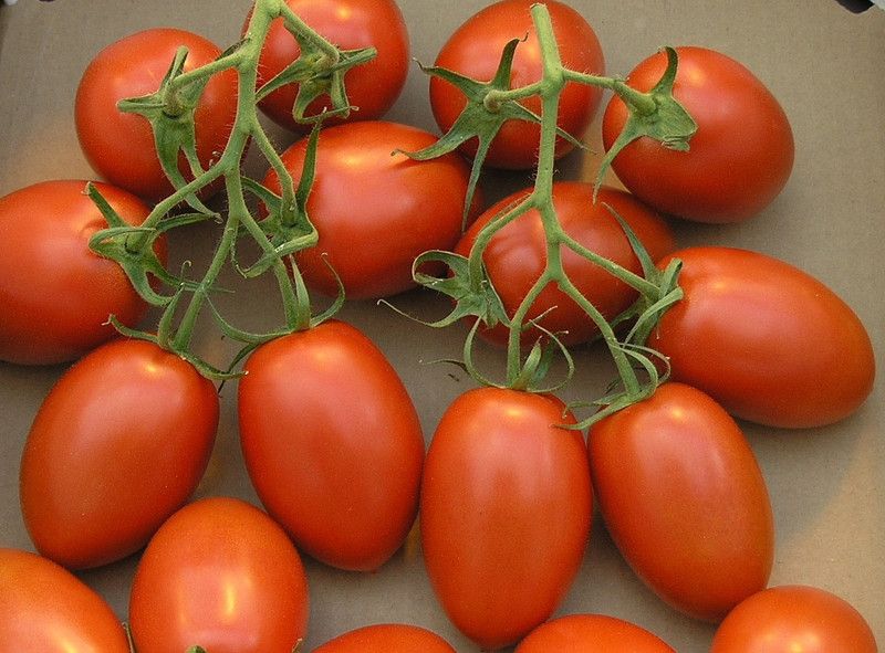 Mozette Tomato Seed  (37 per packet)
