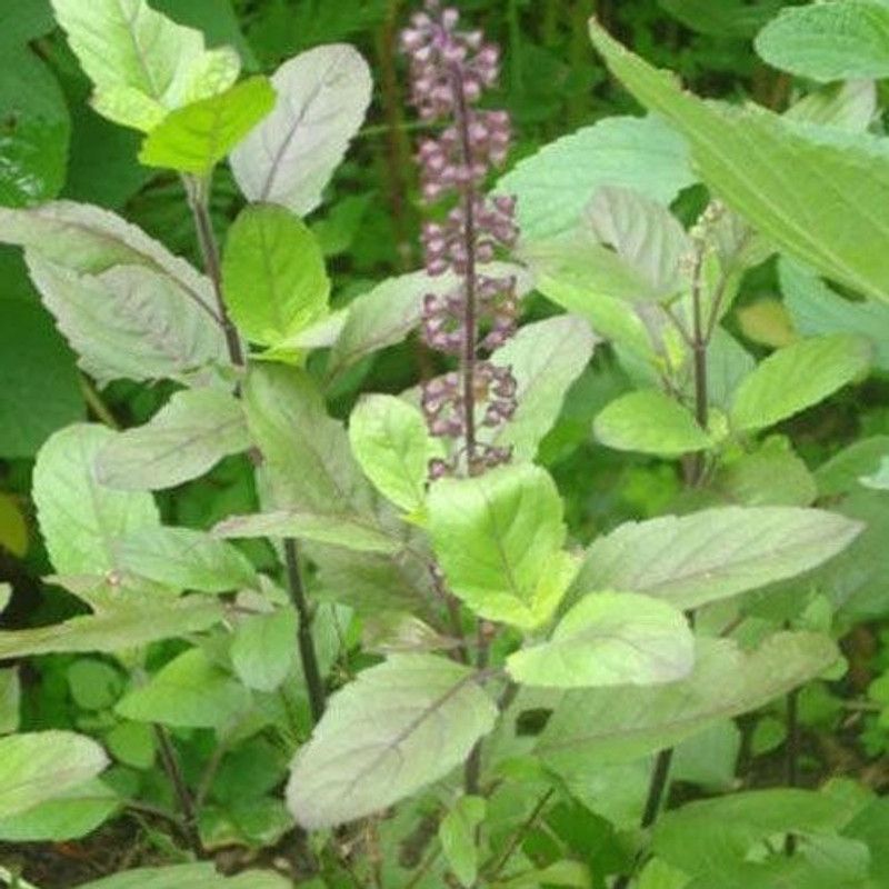 PMB Tulsi Seed  (10 per packet)