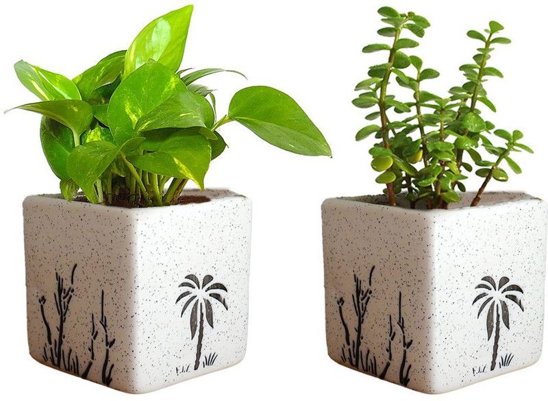 Dream mall Money Plant  (Hybrid, Pack of 4)