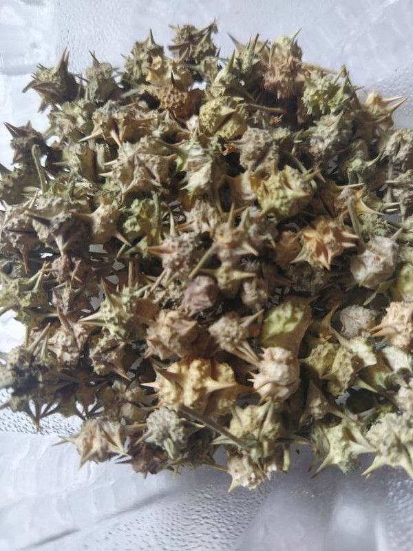 TAMRANSH Gokhru Chota Seed  (150 per packet)