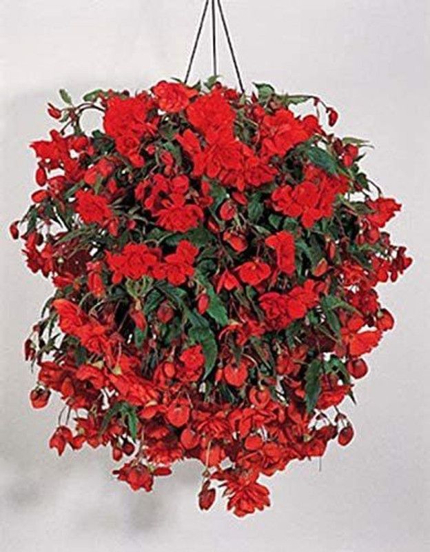CYBEXIS Begonia Illumination Series Orange Annual Seeds Seed  (25 per packet)