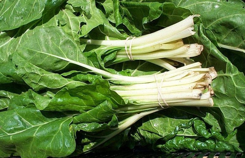HUSSN Hybrid swiss chard white Seed  (59 per packet)