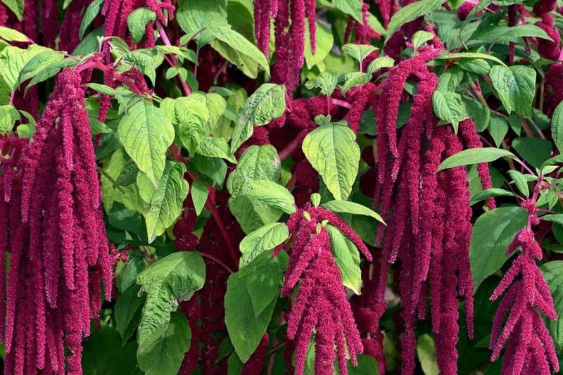 sporas Amaranthus Love Lies Bleeding Seed  (230 per packet)