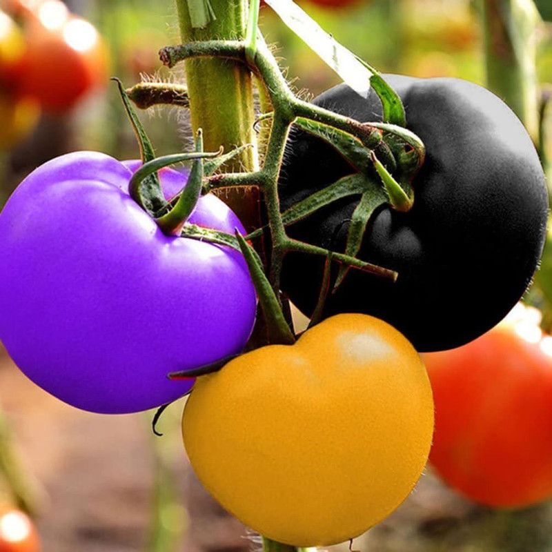Qualtivate ™ Garden Organic Rainbow Tomato Seeds Seed  (500 per packet)