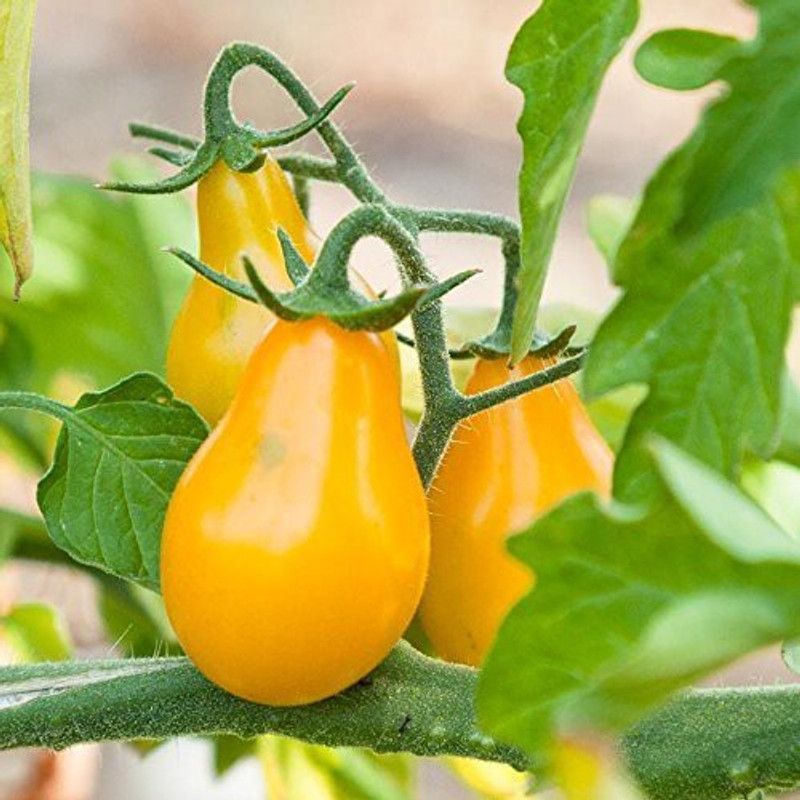 xolda Tomato Yellow Grape Seed  (24 per packet)