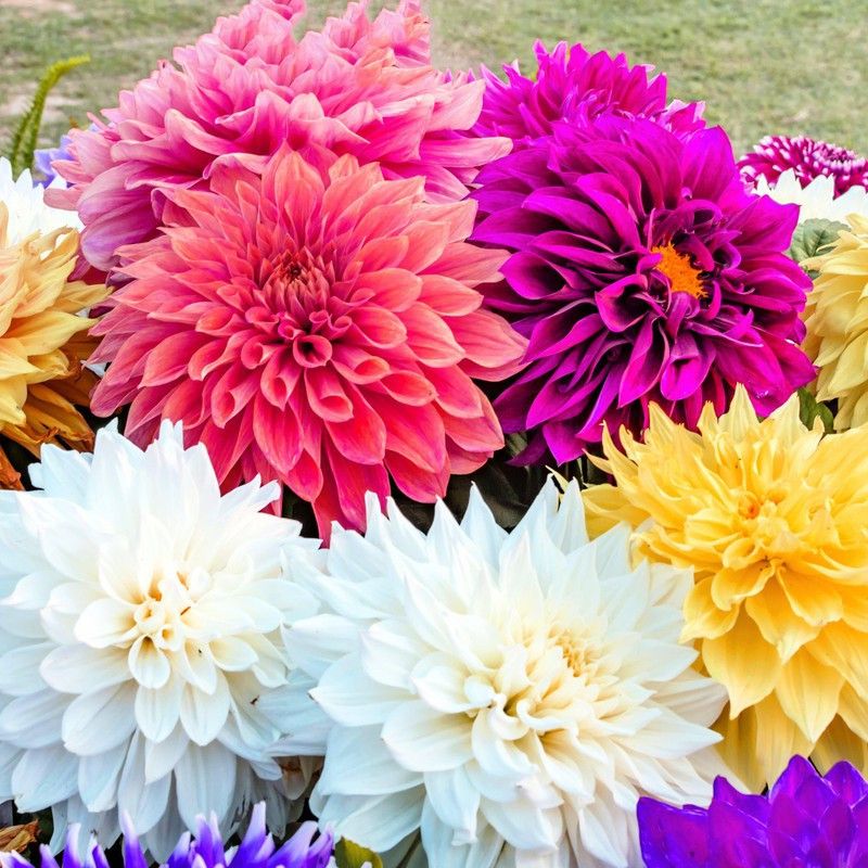 FERNSFLY® IMP. Dahlia | Dhalia | Dahalia Perennial Flower Bulbs Excellent Quality Attractive Aromatic Flower Home Outdoor Gardening Flowering Bulbs (Pack of 7 The Dinner Plate Classic Mix Dahlia) Seed  (7 per packet)