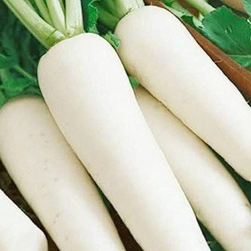 KANAYA Radish - Long Mooli Hybrid Vegetable Seeds Seed  (475 per packet)