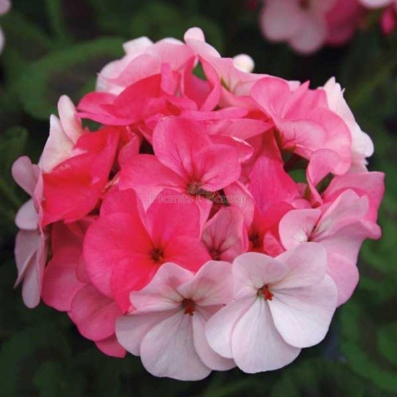 XOLDA Exotic Geranium Mix Seed  (92 per packet)