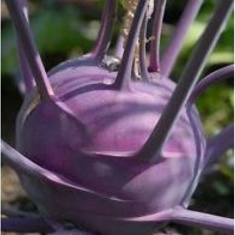 XOLDA Knol -knol purple Seed  (35 per packet)