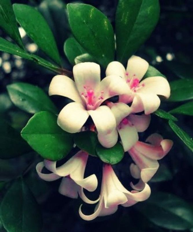 MVKR Jasmine Plant  (Pack of 1)