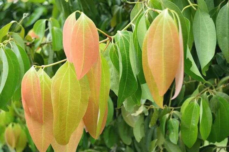Bijaya Online Store Cinnamon Plant  (Hybrid, Pack of 1)
