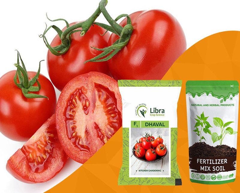 NATURAL AND HERBAL PRODUCTS Vegetable Seeds | Tomato | Planting | Home | Garden | Kitchen | Tameta | Tamatar Seed  (5 g)