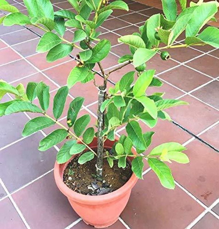Natural Nursery Guava Plant  (Hybrid, Pack of 1)
