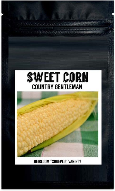 CYBEXIS NDIR-85 - Country Gentleman Sweet Corn - (750 Seeds) Seed  (750 per packet)