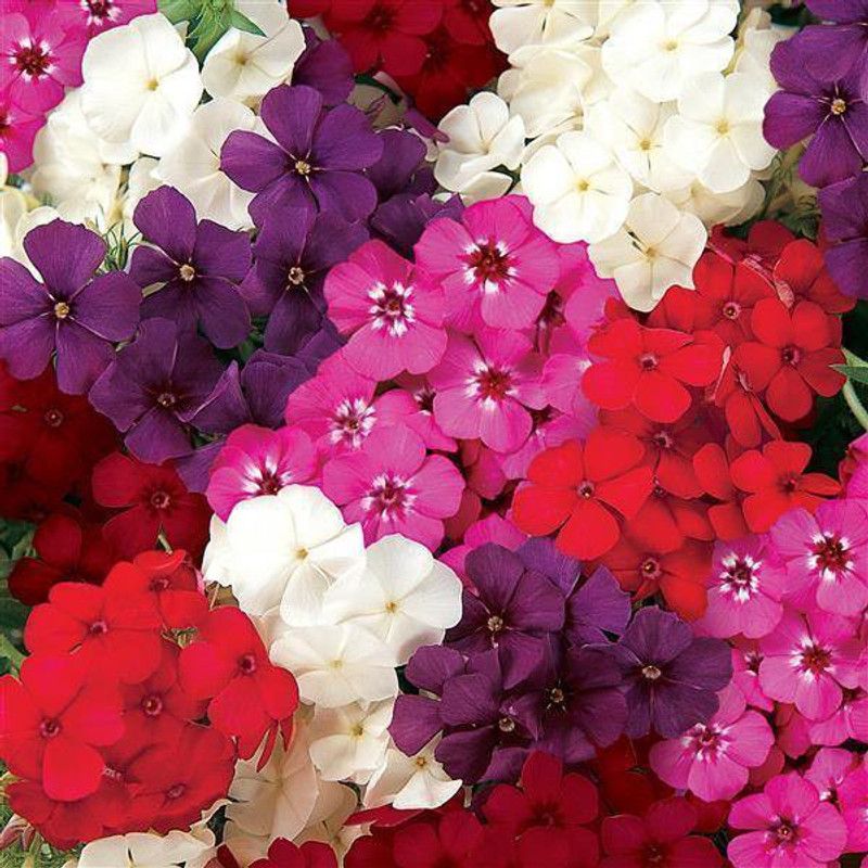 Paudha Phlox Mix Flower Seed  (26 per packet)